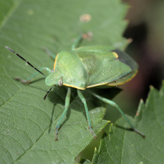 Chlorochroa