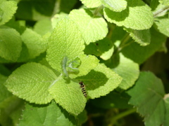 Fazia micrura