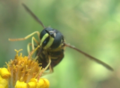 Chrysotoxum