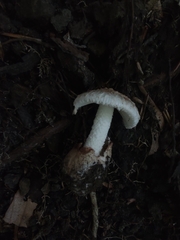 Amidella