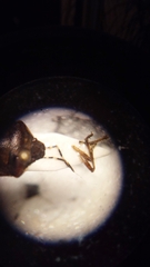 Holcostethus sphacelatus