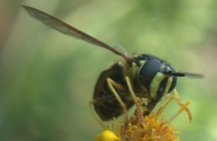 Chrysotoxum
