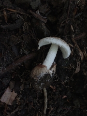 Amidella