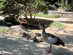 Alopochen aegyptiaca