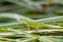 Anolis carolinensis