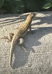 Leiocephalus carinatus