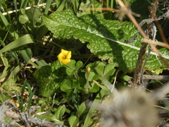 Oxalis lasiopetala