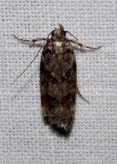 Chionodes formosella