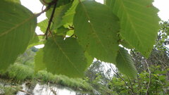Alnus incana