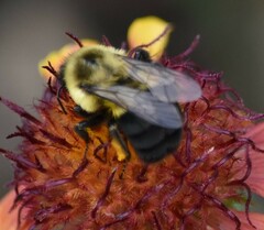 Bombus impatiens