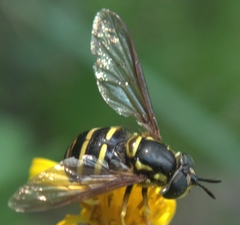 Chrysotoxum