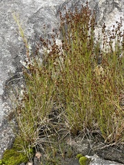 Juncus articulatus