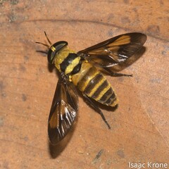 Dichelacera marginata