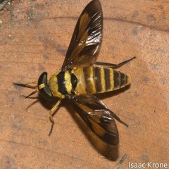 Dichelacera marginata