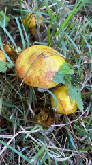 Suillus americanus