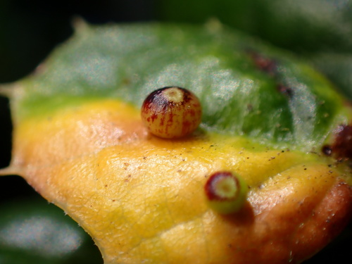 Pumpkin Gall Wasp photo 5