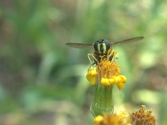 Chrysotoxum
