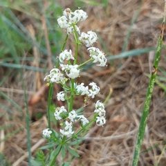 Galium mollugo
