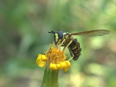 Chrysotoxum