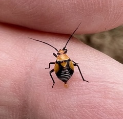Neocapsus