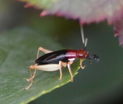Phyllopalpus pulchellus