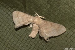 Lepidoptera