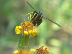 Chrysotoxum