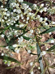 Logania albiflora