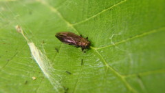 Agrilus