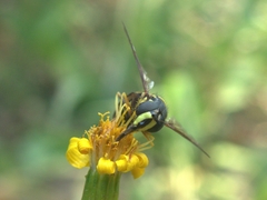 Chrysotoxum