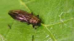 Agrilus