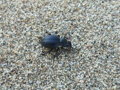 Tentyria mucronata