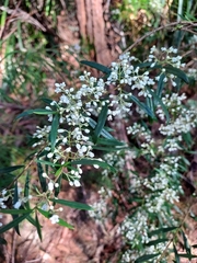 Logania albiflora