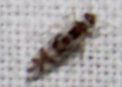 Graphopsocus cruciatus