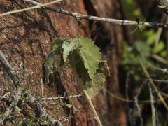 Pseudabutilon virgatum