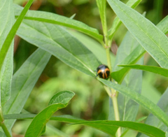 Labidomera clivicollis