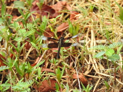 Libellula luctuosa