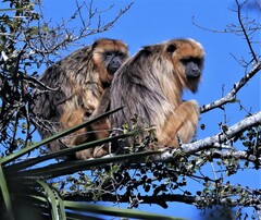 Alouatta caraya
