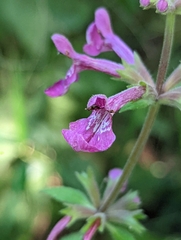 Stachys chamissonis
