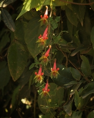 Tropaeolum pentaphyllum