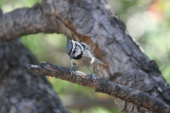 Baeolophus wollweberi