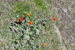 Potentilla argyrophylla