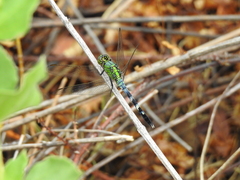 Erythemis simplicicollis