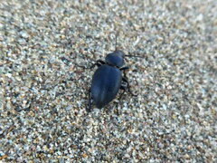 Tentyria mucronata