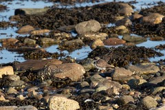 Charadrius semipalmatus