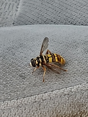 Milesia virginiensis