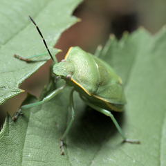 Chlorochroa