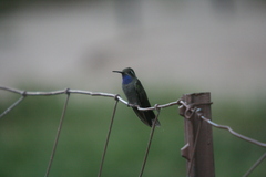 Lampornis clemenciae