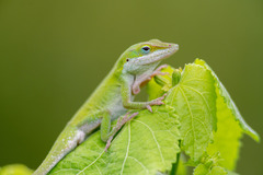 Anolis carolinensis