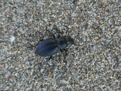 Tentyria mucronata